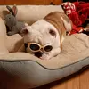 Dan Mowery802 - @picklesthebulldog - TikTok