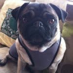 Dan Moyle - @poppythepug1 - Instagram