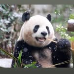 Panda🐼🕊️ - @dan_mummyy - Instagram