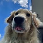 Daniel Muniz - @danmunizs - Instagram