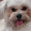 Dan Napoli - @dan.napoli7 - TikTok