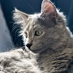 Dante 🐾 - @dante.the.nebelung - Instagram