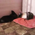 Dannee Dreessen - @danneedreessen - Instagram