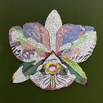 Daniel Neubauer - @dnorquideas - Instagram