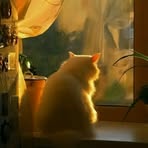 Dan Nhu - Facebook