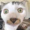 dan_nicholson - @cpepdan - TikTok