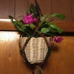 Dan Nieman - @wickedwickerbaskets - Instagram