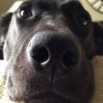 Dan Normandin - @stanjo53 - Instagram