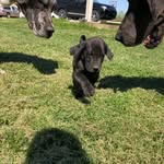Dan-O, Kon-O, and Raven - @dano_kono_raven - Instagram