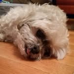 Old man Dan - @dantheoldman.dog - Instagram