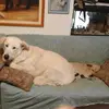 Daniela Orsini zozu - @daniela.orsini.zo - TikTok