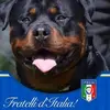 daniloorsini765 - @daniloorsini765 - TikTok