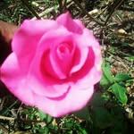 Danpapa Jamgond - @jamgonddanpapa - Instagram