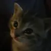Mycatstiktok - @danparenteau2 - TikTok