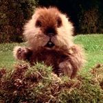Dan Paulson - @chuckrodent - Instagram