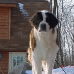 Shamineau Dan - @dan.paulson.90 - Instagram