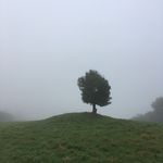Dan Pearson OBE - @coyotewillow - Instagram
