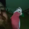 Daniel Perreault - @pinky_sized - TikTok