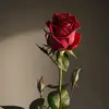 Dan Popescu - @danpopescu8651 - TikTok