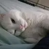 Daniela Pucci - @daniela.pucci1 - TikTok