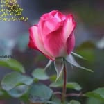 راحله عرب آرادانی - @raheleh.arabaradani - Instagram