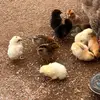 Danrac - @danracpultryfarm - TikTok