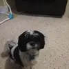 dani_rap - @dani_rap - TikTok