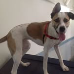 Dan Raymer - @raymerfamilydogtraining - Instagram