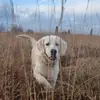Dandy - @dandyremington - TikTok