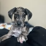 Duke Remington - @dukeremingtonthegreatdane - Instagram