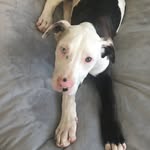 Remi - @remingtonthedaniff - Instagram