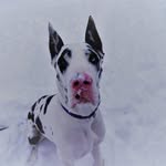 Remington - @remington_the_great_dane - Instagram