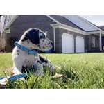 Remington James - @remingtonthegreatdane - Instagram