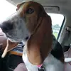 Moose and Roscoe - @danrhoades885 - TikTok