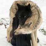 Dan Richmond - @wolfyhowling - Instagram