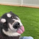 Dan Rinaldo - @dan.rinaldo - Instagram