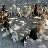 paseadora de perritos - @danyripa - TikTok
