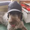 Dan robins - @dan.robins58 - TikTok