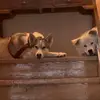 Daniel Robitaille - @daniel.robitaille - TikTok