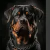 Dan rocha - @dan.rocha37 - TikTok