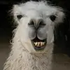 Danron - @dannyrodriguez0564 - TikTok