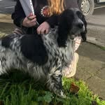 Danrossi Patriot - @danrossi_setter - Instagram