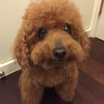 Dan-Ru Chu - @danruchu - Instagram