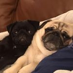 Dan Sachs - @dan.sachs.16 - Instagram