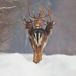 Dan Samanya Fisker - @dansamanya - Instagram