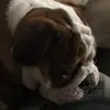 Bruno the bulldog - @daniel.sartain - TikTok