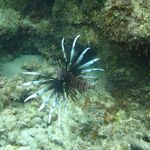 Dan Sartain - @dan_d_lionfish - Instagram