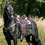 Dan Sauter ClaymoreMorgans - @danclaymoremorgans - Instagram