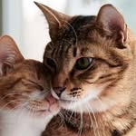 Daisy And Poobear - @dan_schadts_cats_ - Instagram