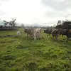Dan Schaffer - @danschaffer - TikTok